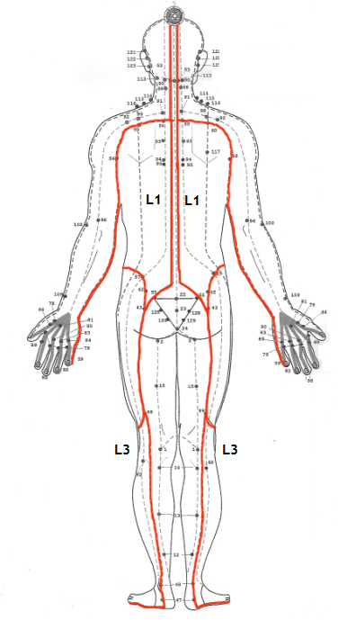 Lineas Energeticas Sen ithapingala back Lineas Energeticas Sen ithapingala back